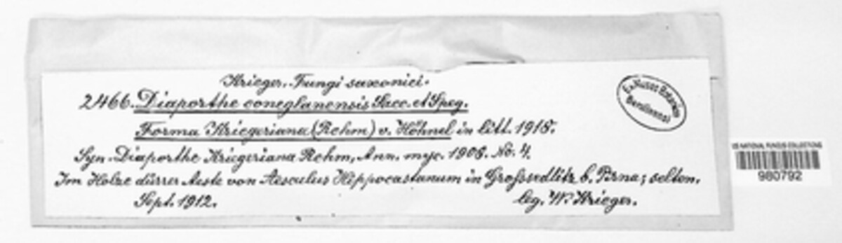 Diaporthe coneglanensis image